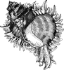 Murex regius