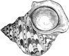 Top shell