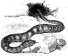 Acanthophis