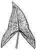 Peltandra