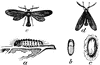 Acoloithus
