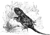 Agama
