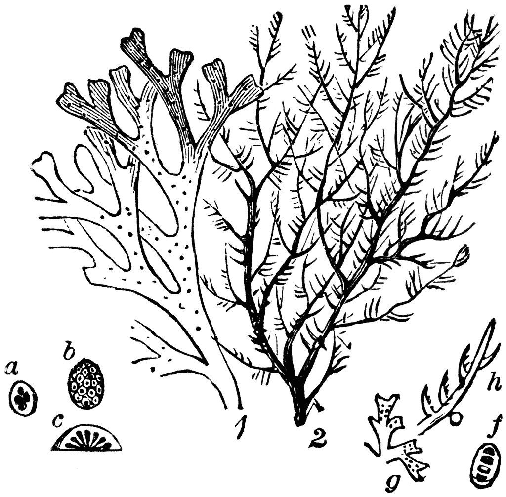 Algae | ClipArt ETC