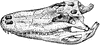 Alligator Skull