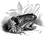 "A genus of anurous amphibians, or tailless batrachians, of the family Discoglossid&aelig;, sometimes made the type of a family Alytid&aelig;."-Whitney, 1902