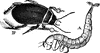 Dyticus marginalis, larvae and adult