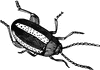 Turnip Fly