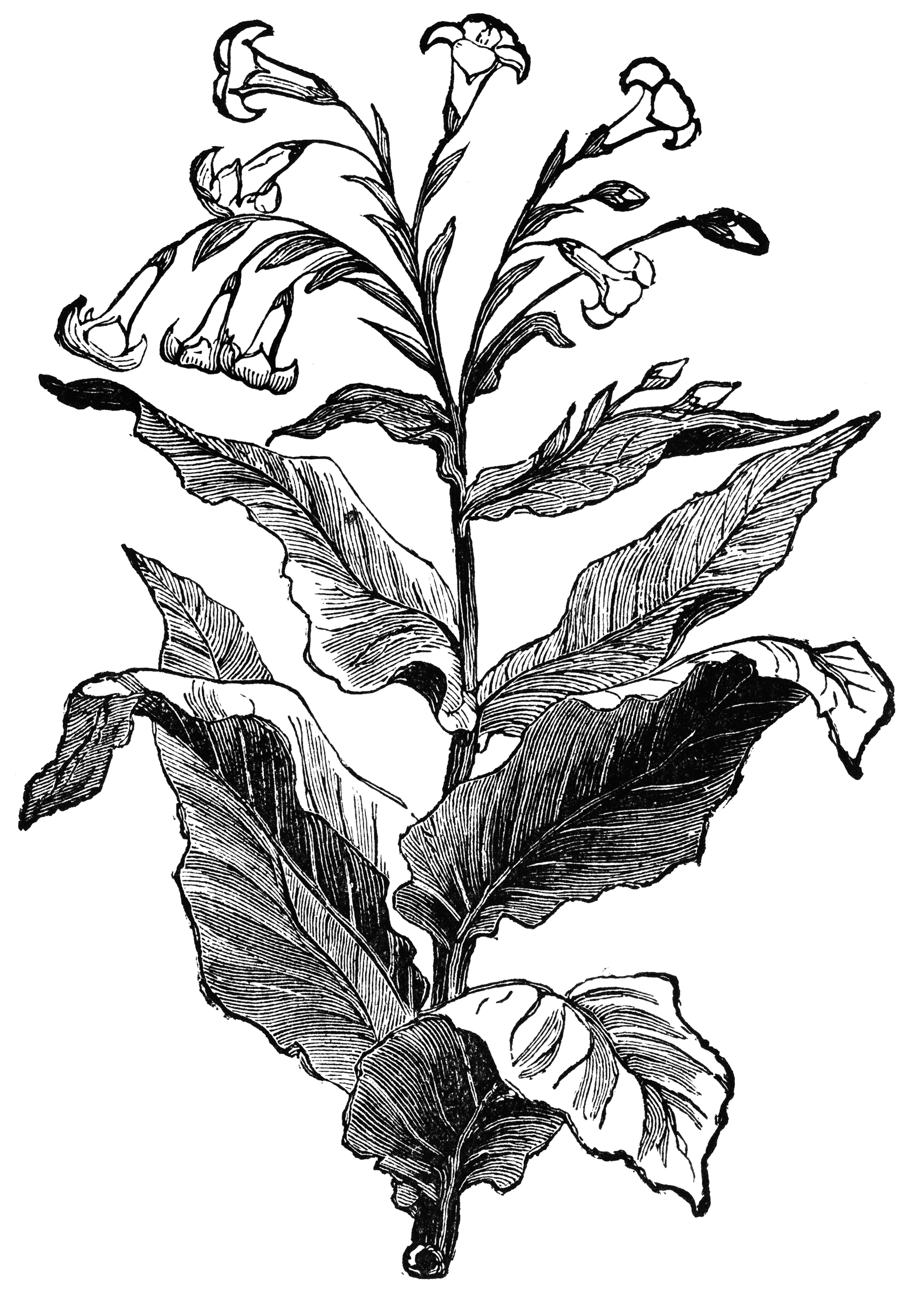 clip art tobacco leaf - photo #18