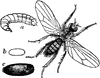 Turnip Fly