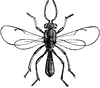 Katydid-Egg Parasite