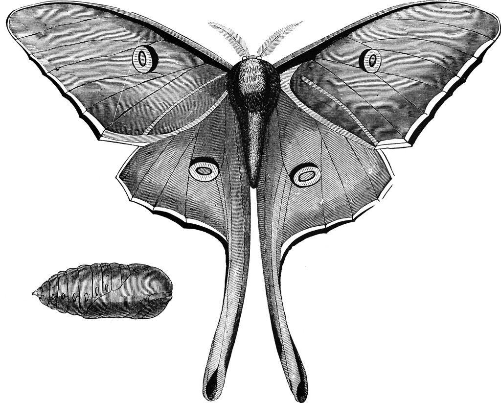 Luna Moth | ClipArt ETC