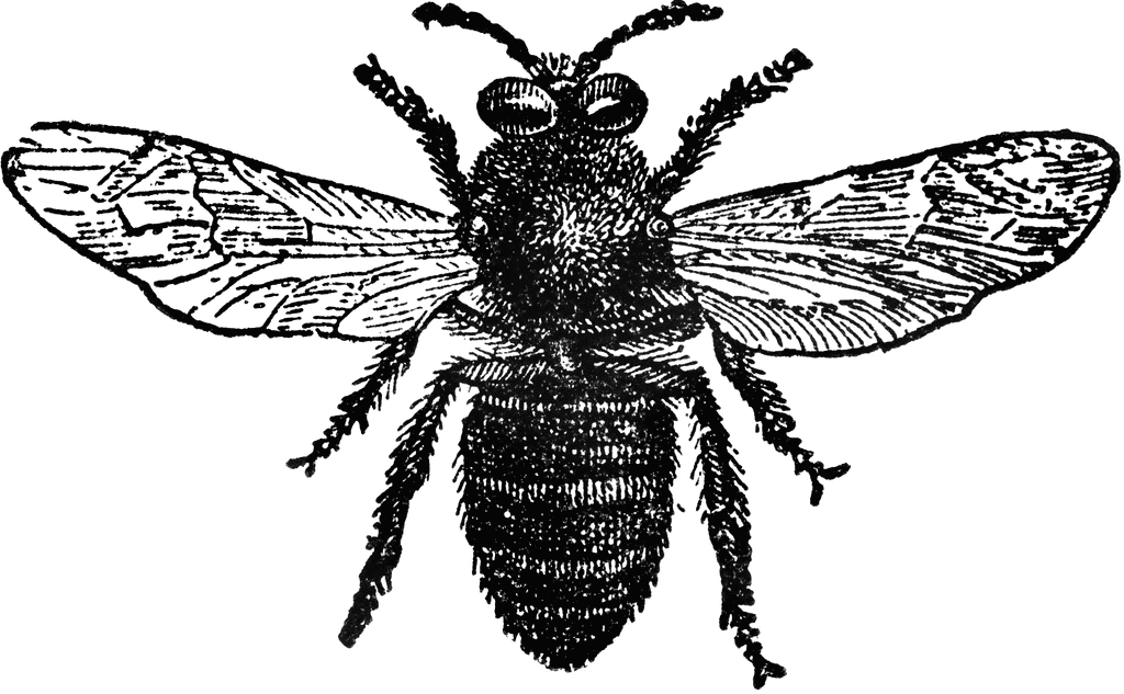 bee drone clipart - photo #3