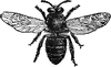 Drone Bee