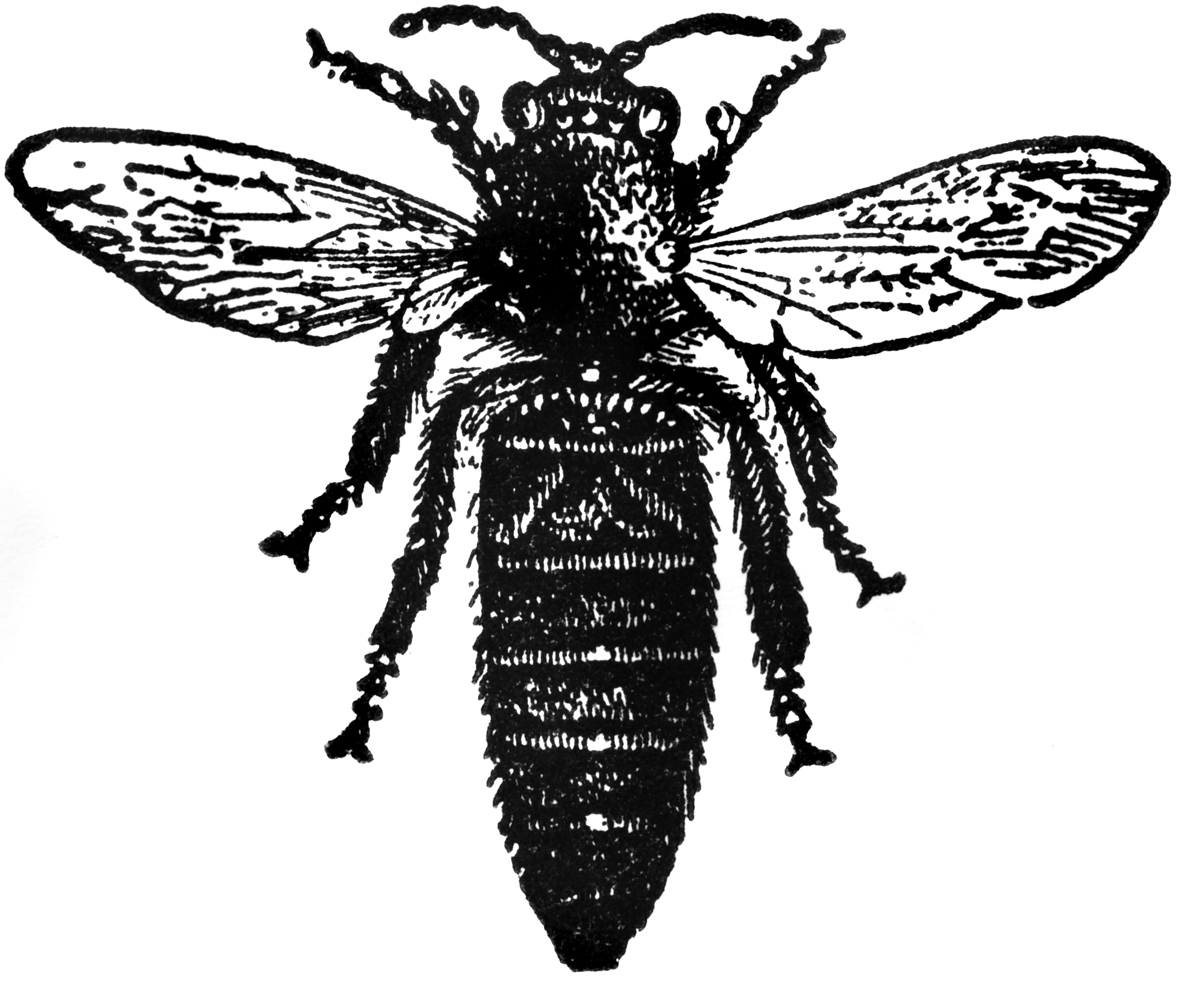 bee drone clipart - photo #48