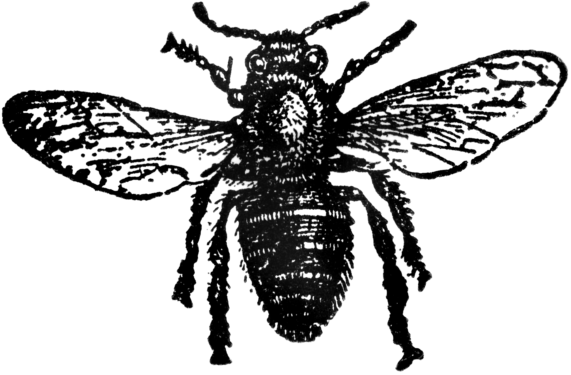 bee drone clipart - photo #40