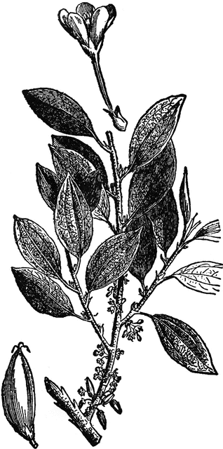 Cacao Plant