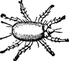 Cheese-mite