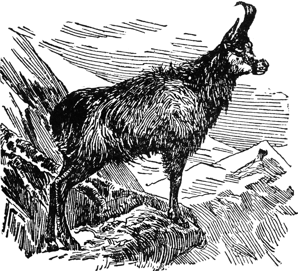 Chamois