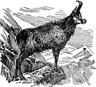 Chamois
