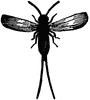 Male Cochineal Insect