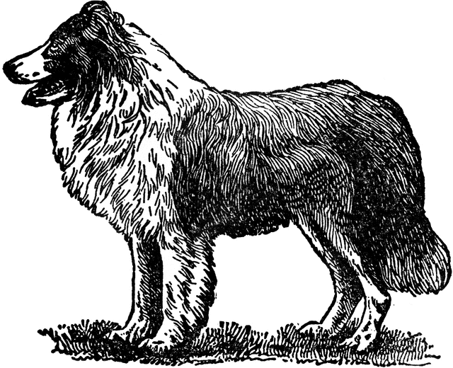 Collie