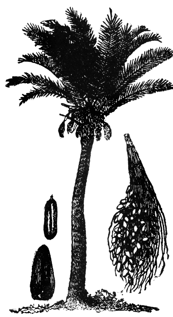palm tree clipart. Date Palm