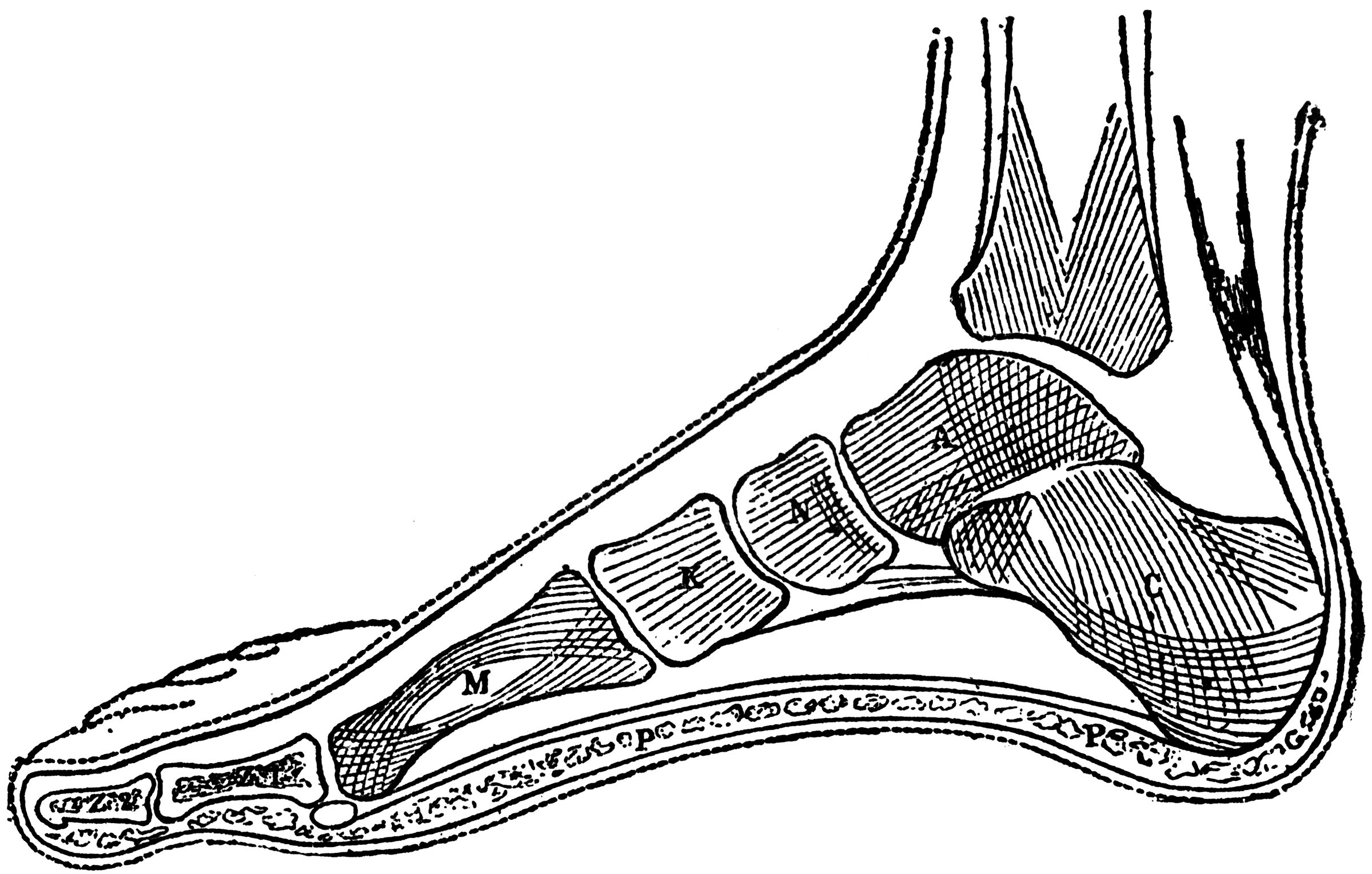 Side View of Bones in Foot | ClipArt ETC