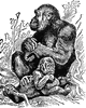Female Gorilla