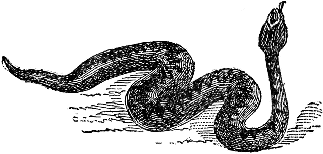 Common Viper