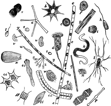 Various Radiata