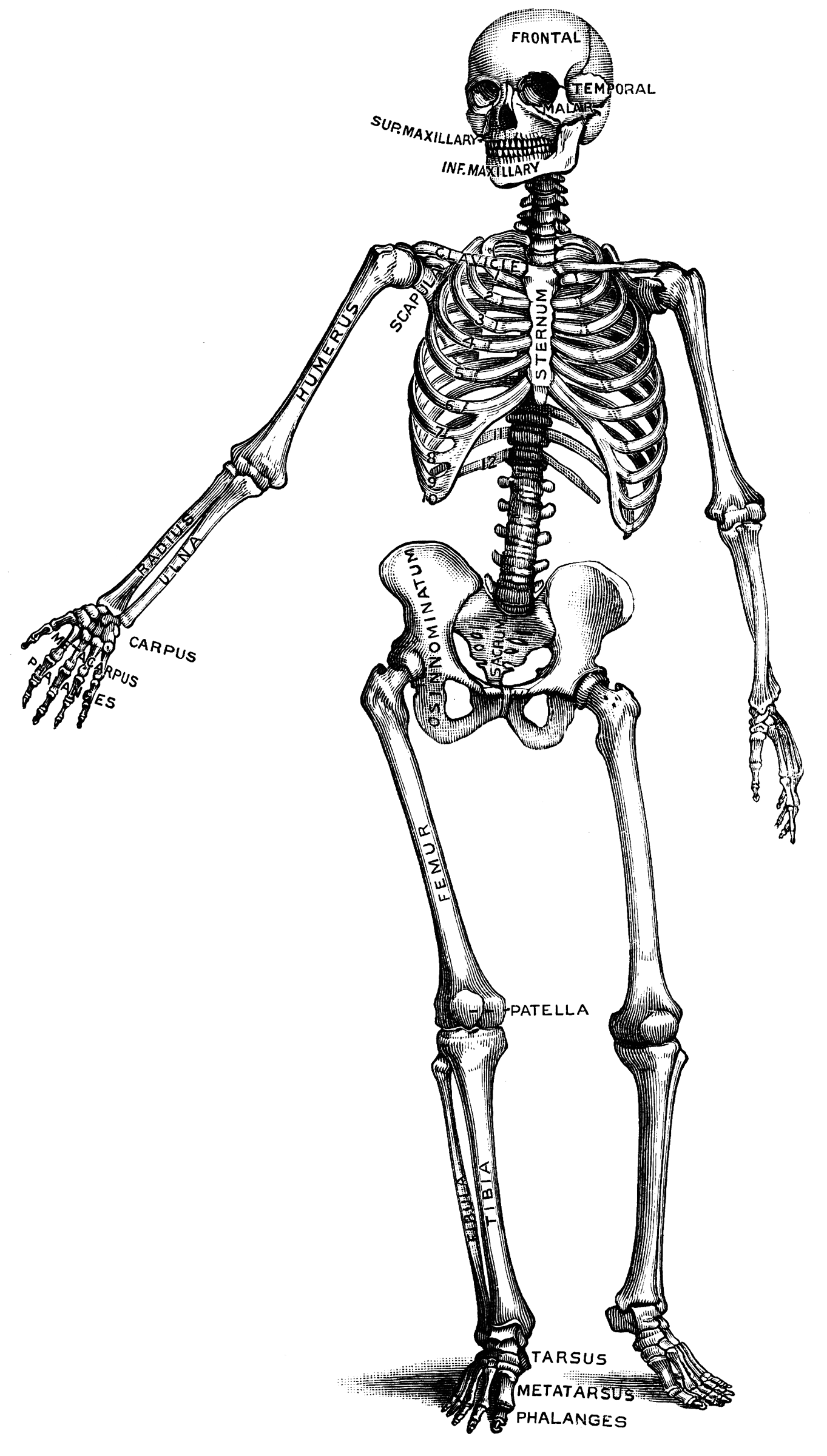 Human skeleton | ClipArt ETC