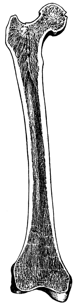 A Femur