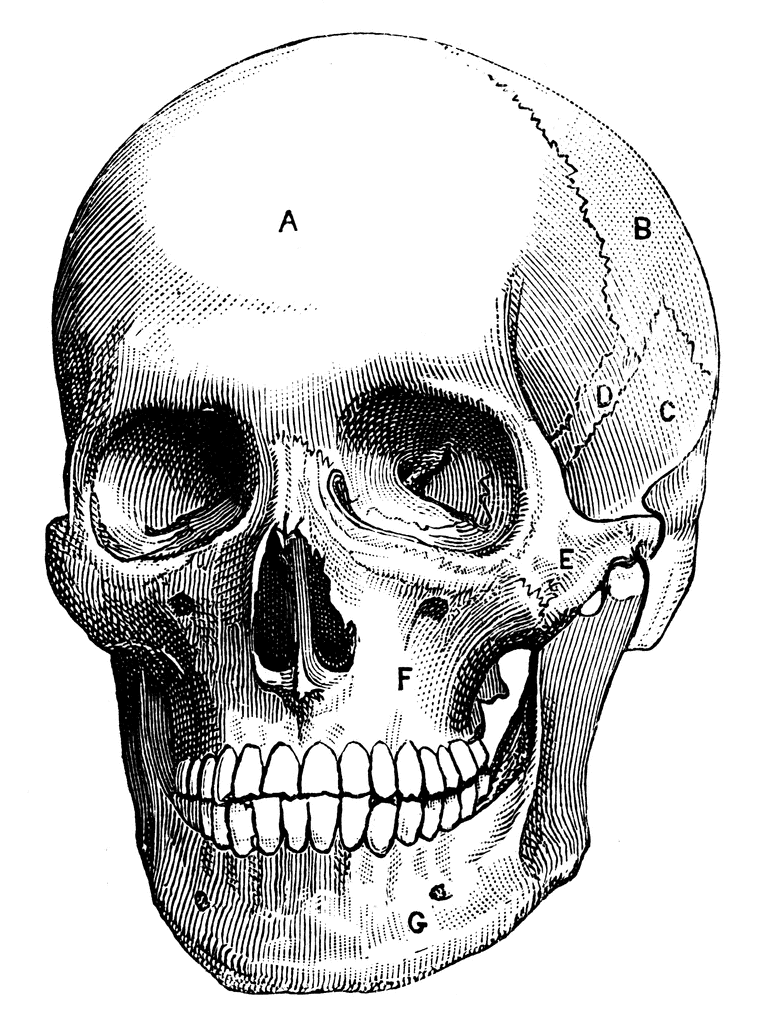 human skull clip art - photo #8