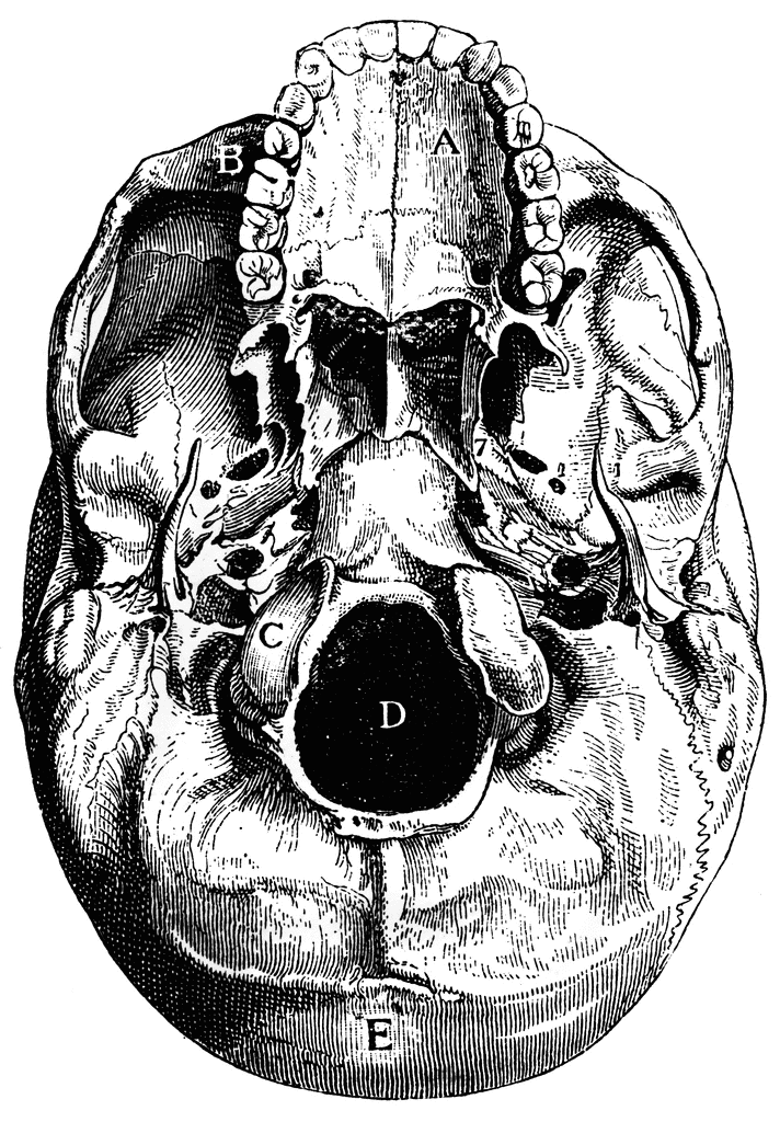 Base of skull | ClipArt ETC