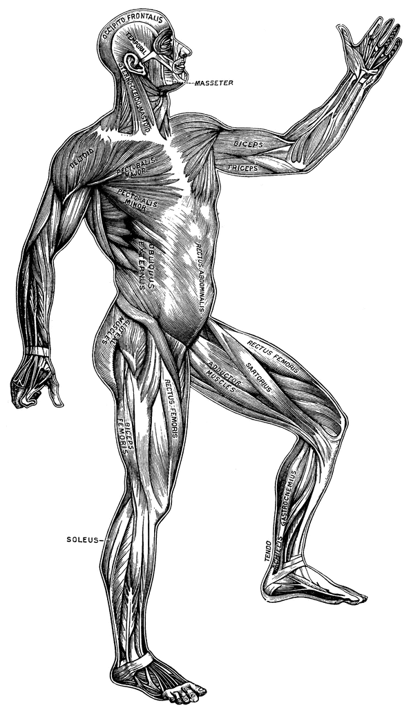 Superficial Muscles of the Body | ClipArt ETC