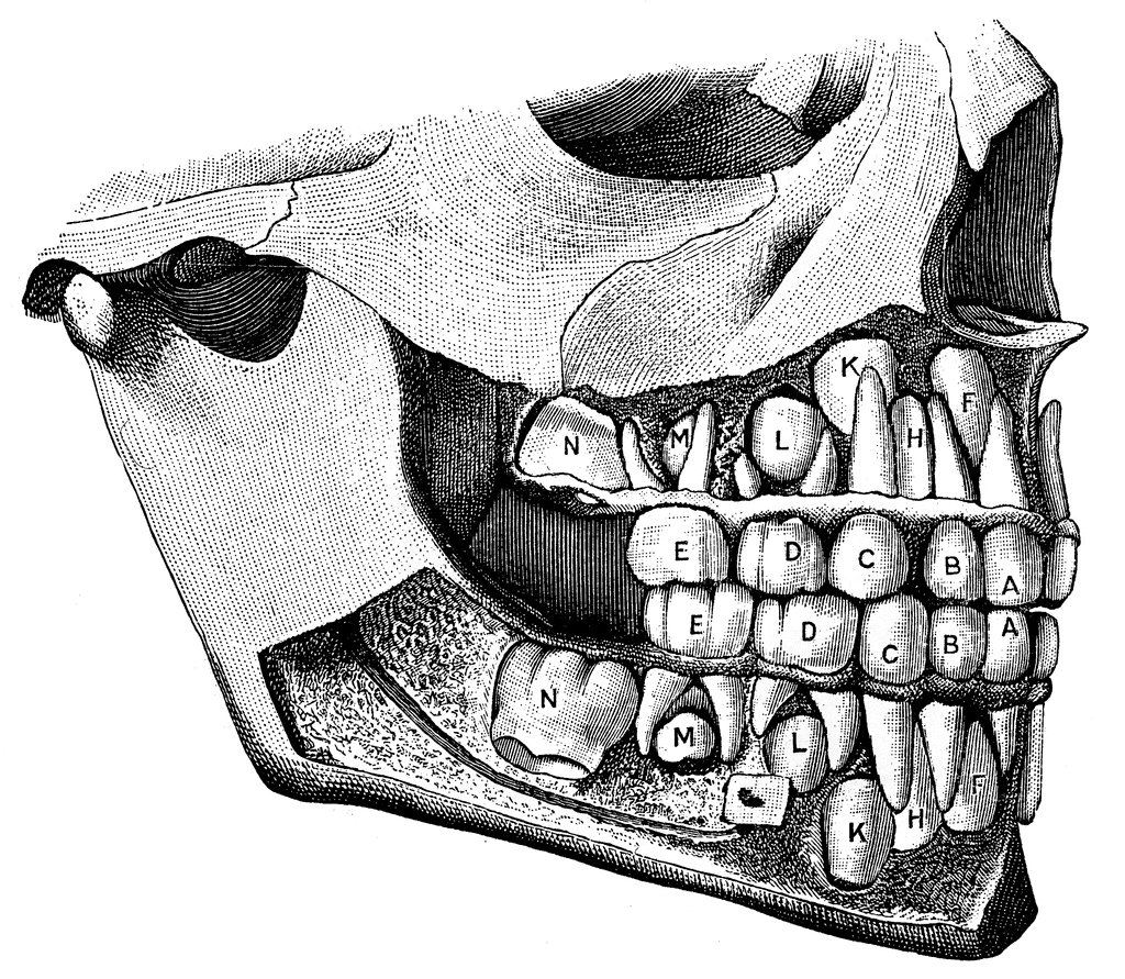 Temporary and permanent teeth | ClipArt ETC