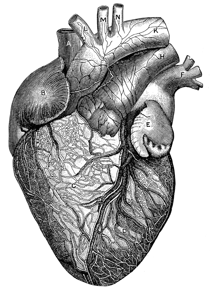 Anterior view of the heart | ClipArt ETC