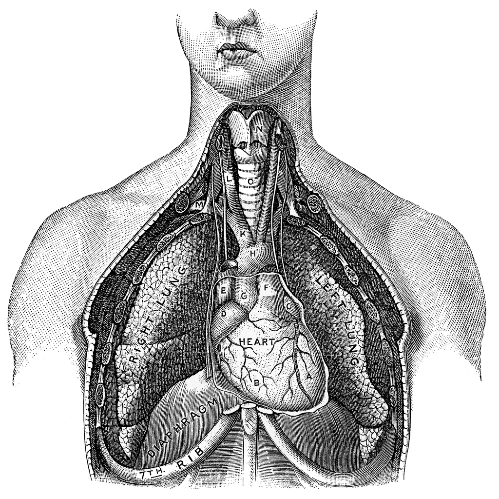 Lungs ClipArt ETC