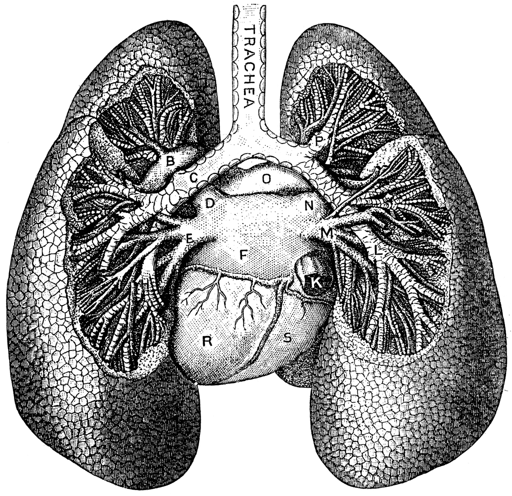Lungs | ClipArt ETC