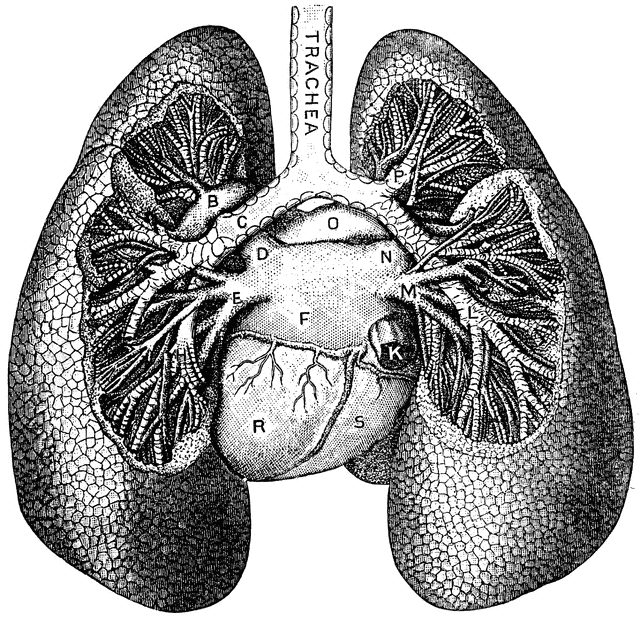 clipart human lungs - photo #40