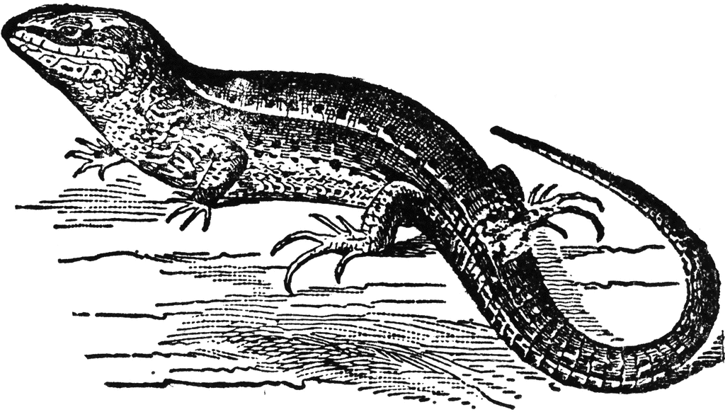 Lizard