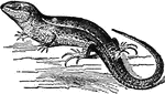 "Lizard is the popular name of numerous reptiles having usually two pairs of limbs and an elongated body terminating in a tail. The lizards number more than a thousand species, accommodating themselves to all conditions except cold, and increasing in size and number in tropical regions. Some lizards are vegetable feeders, but for the most part they are carnivorous and live upon small birds, insects, etc. The eggs are deposited and left to be hatched without care from the parents. The chief families of lizards are the skinks; the geckos; the iguana; and the chameleons. Poison glands are wanting in the lizards; the only exception being the Heloderma of Arizona and Mexico, which is capable of inflicting a poisonous bite by means of poison glands connected with grooved teeth."&mdash;(Charles Leonard-Stuart, 1911)