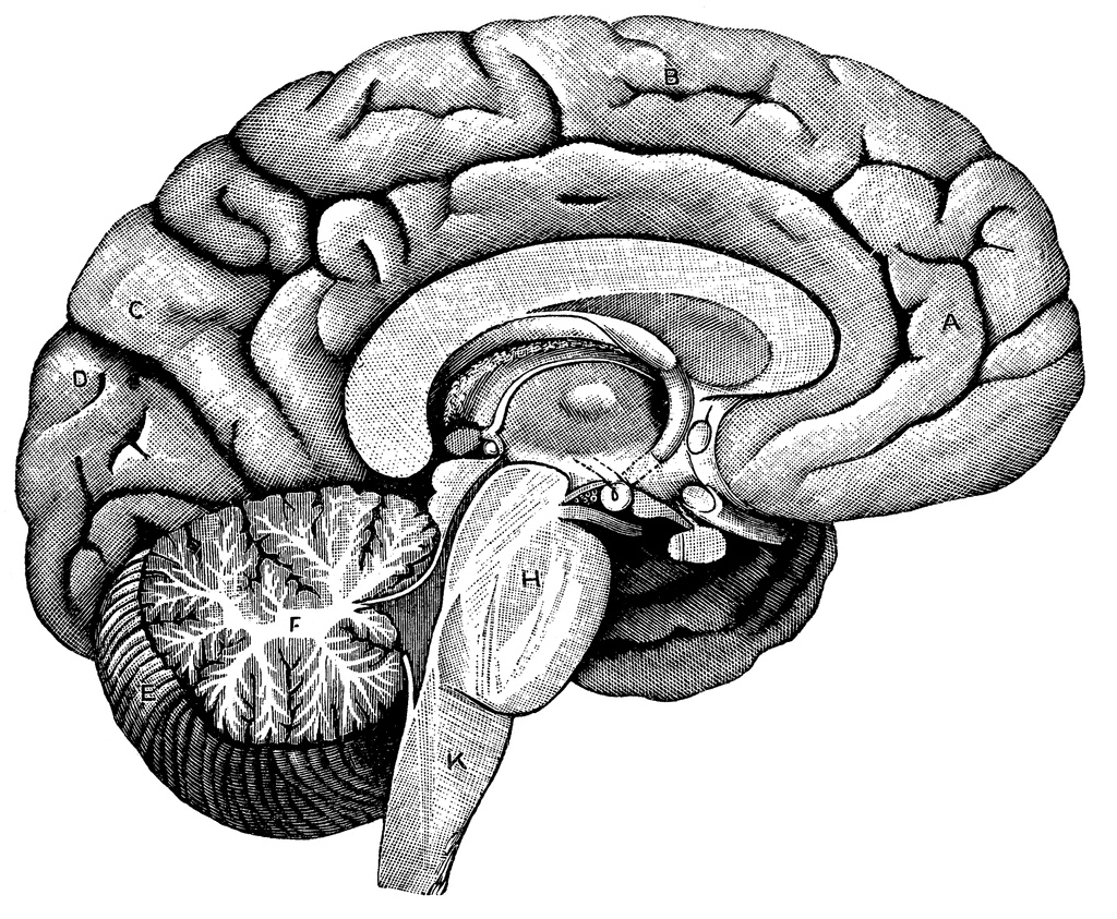 detailed parts of the brain