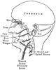 Distribution of the cranial nerves