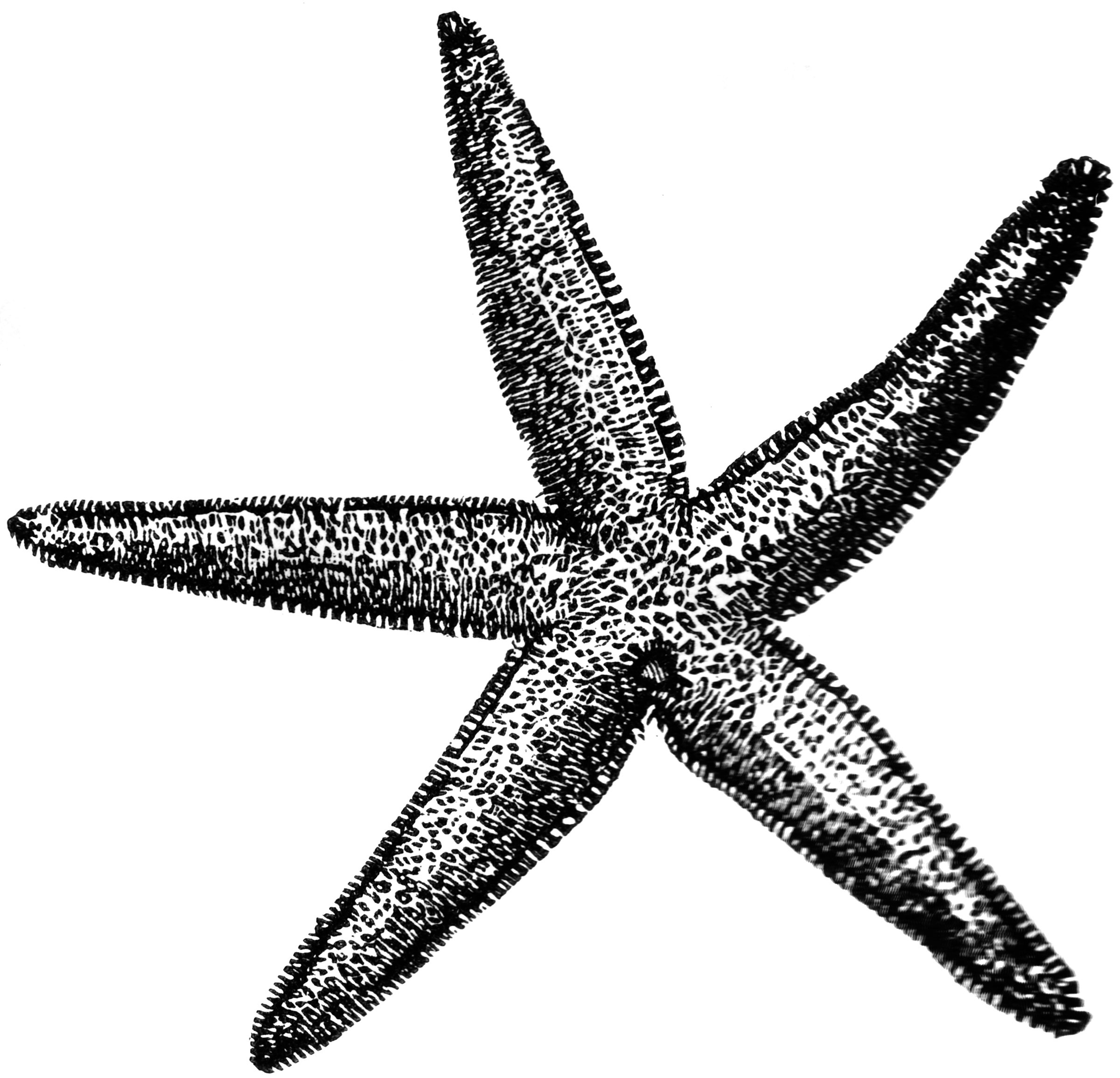 Common Starfish | ClipArt ETC