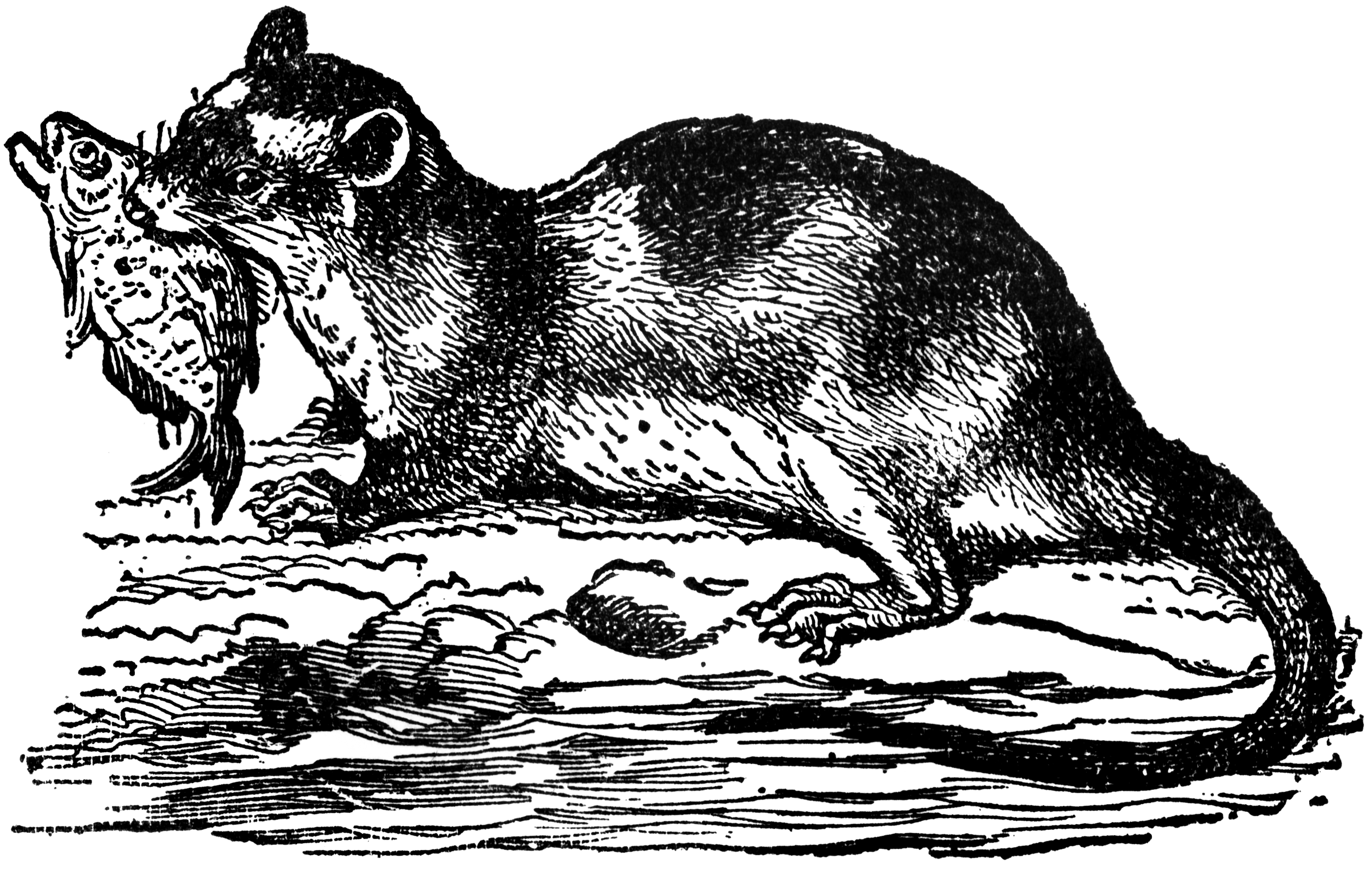 A Description of the Marsupials Which are Pouched Mammals