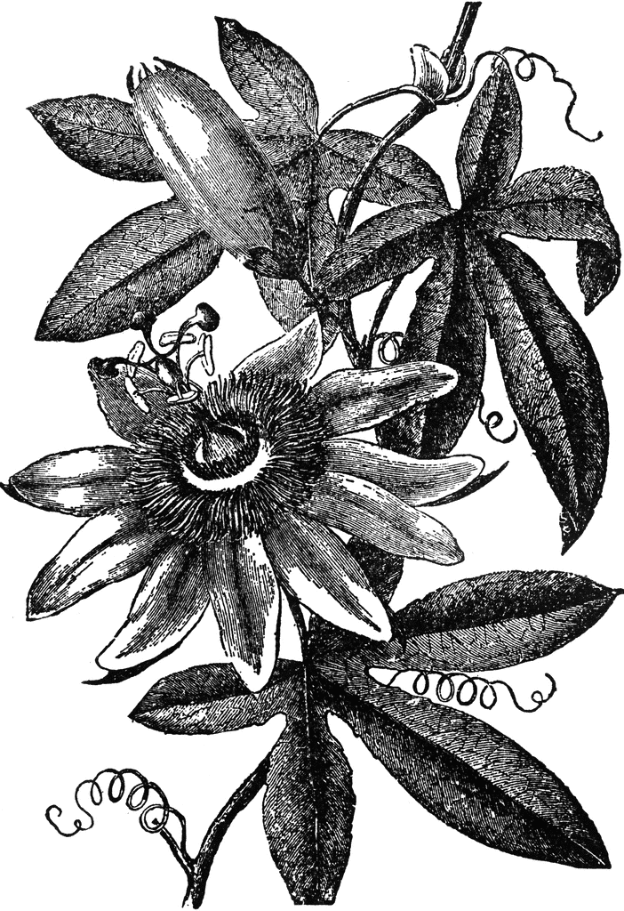 Passion Flower | ClipArt ETC