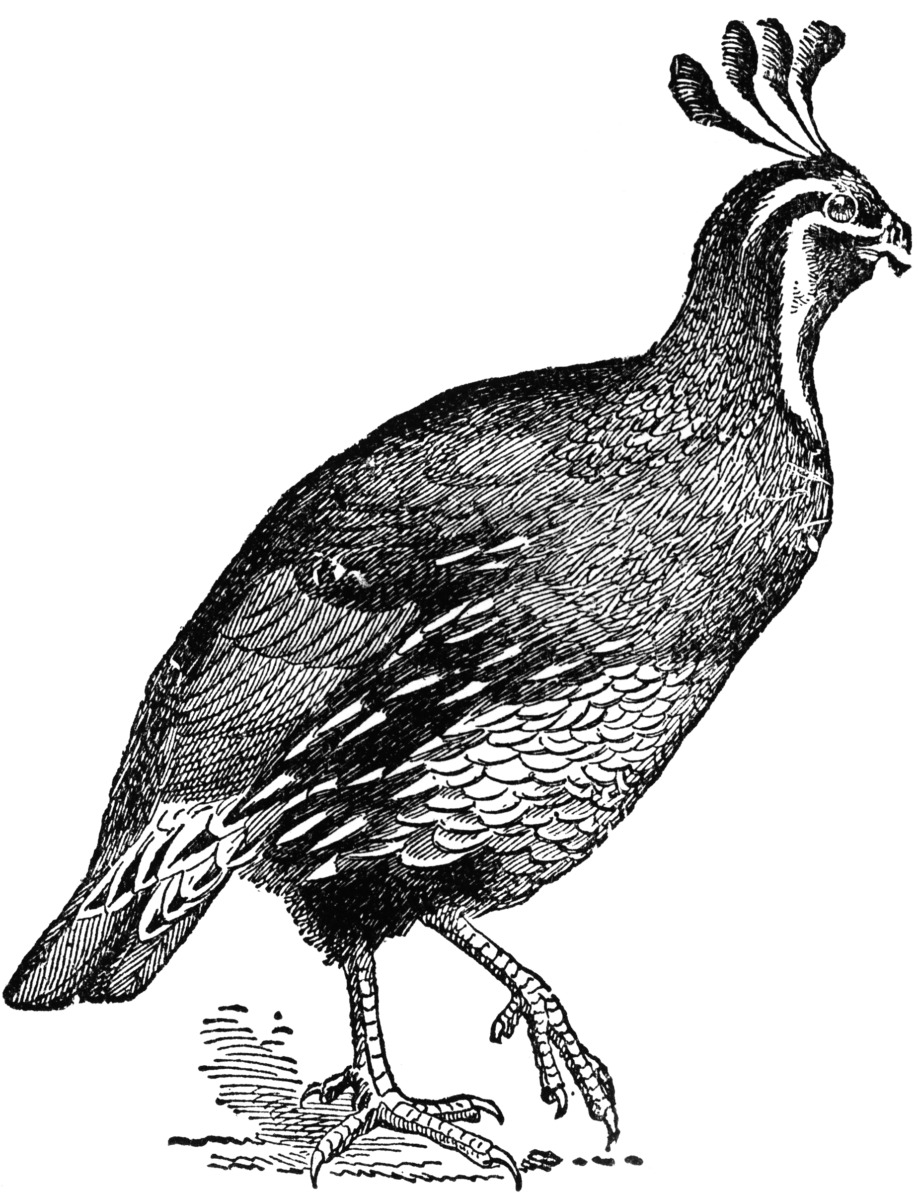 clipart of quail - photo #22