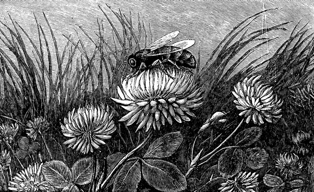 Bee