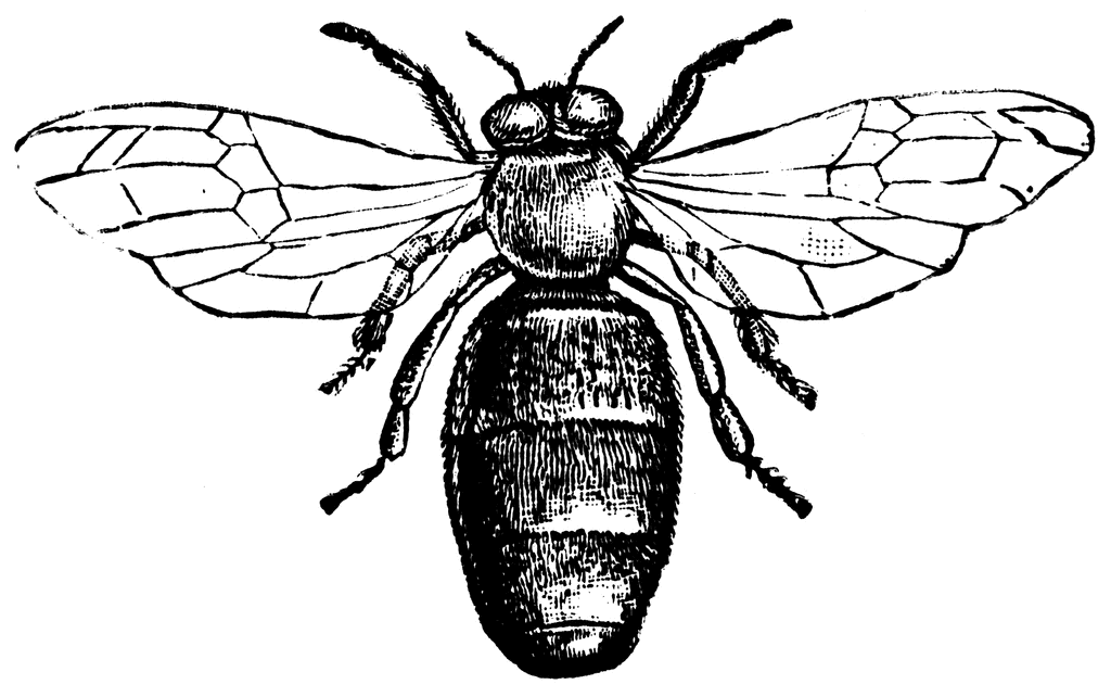 bee drone clipart - photo #19